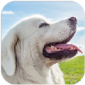 塔特拉牧羊犬模拟器安装包