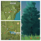 原神杉木的分布位置及外观介绍