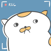 主播和猫的故事版