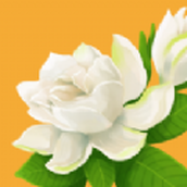 花开树下安装
