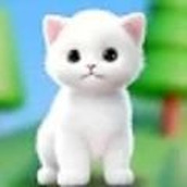 猫的选择下载安装