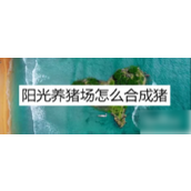 阳光养猪场合成指南轻松提升收益