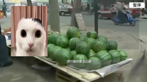 猫猫惊魂夜