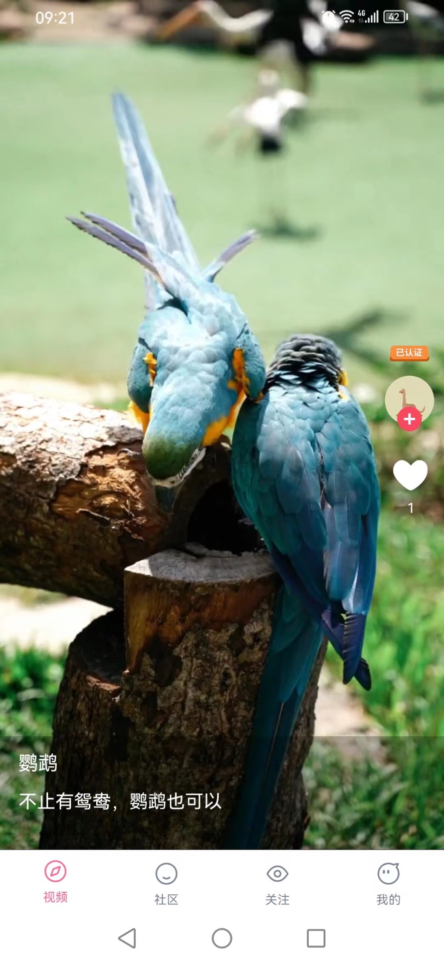 紫猫短视频下载app