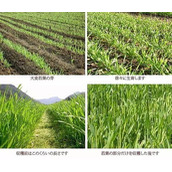 橡子屋大麦食材怎么订？快速订购方法揭秘