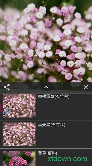 拍照识花