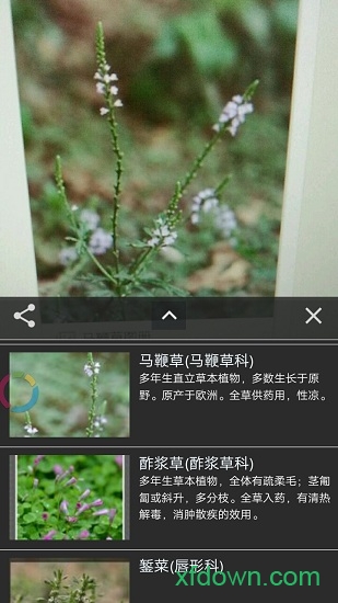 拍照识花