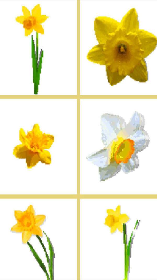 给向日葵着色游戏官方版下载最新版2024