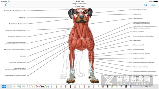 vet-Anatomy动物3d解剖