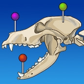 vet-Anatomy动物3d解剖