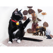 〈脑洞天花板〉 猫咪大作战全面通关秘籍