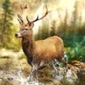 Hunting Clash猎手冲突官方版免费下载v3.6.3