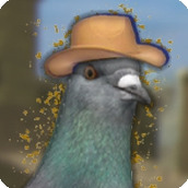 鸽子西部鸽子约翰尼