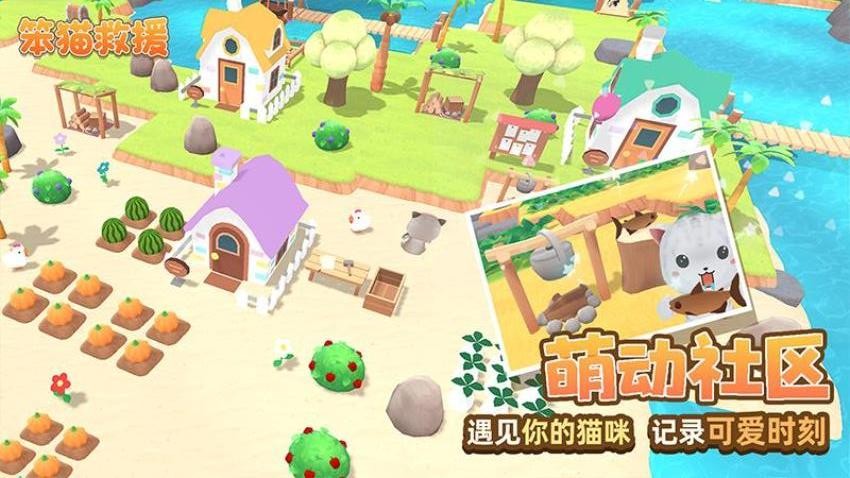 笨猫救援