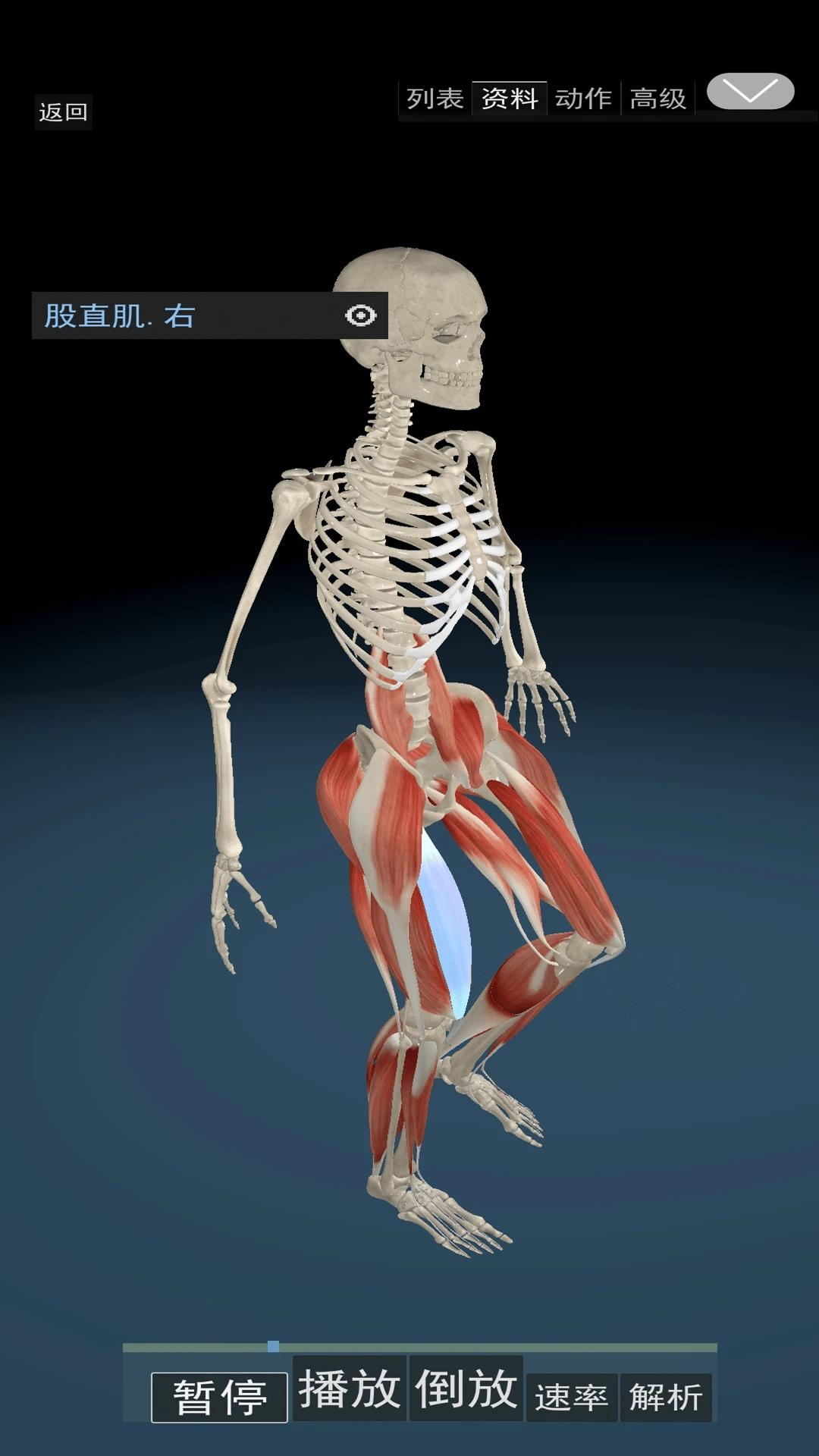 3d动态解剖