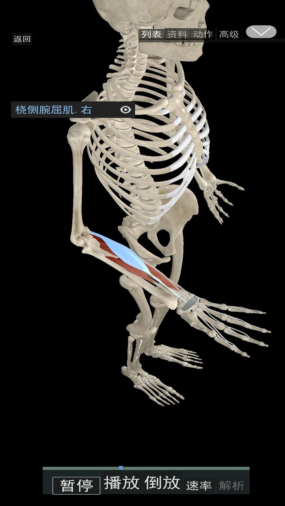 3d动态解剖