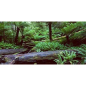 奇幻森林岛的植物采集机制是怎样的？