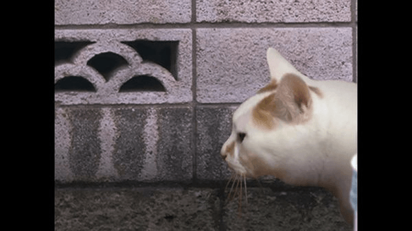 翌日猫之怪奇谭