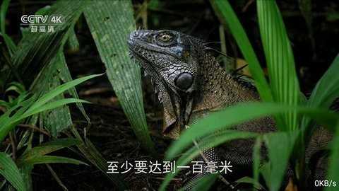 全网通tv版下载