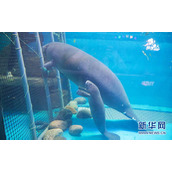 开心水族箱中如何获取萌萌海牛先生？