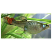 如何成功孵化开心水族箱中的玉露鱼？独家孵化公式揭秘