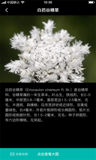 谷精草枝app下载