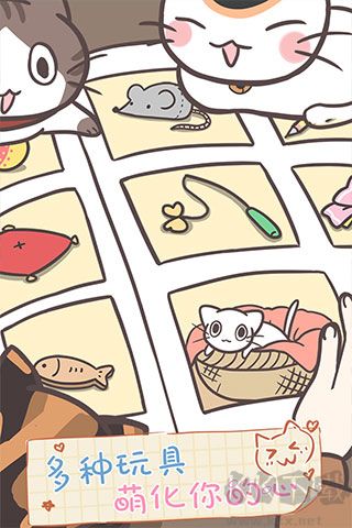 猫咪饲养日常