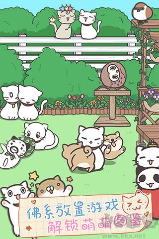 猫咪饲养日常