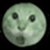 圆头猫大作战