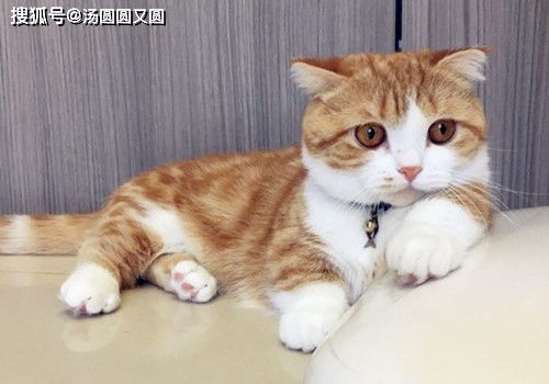 燕云十六声烧瓷岭猫咪全位置指南 轻松找到萌宠