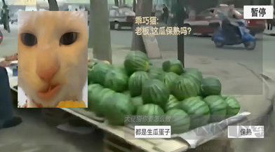 猫meme搞怪冒险