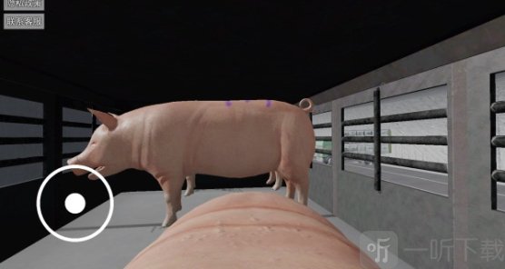 小猪的一生