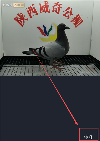 青鸽网App