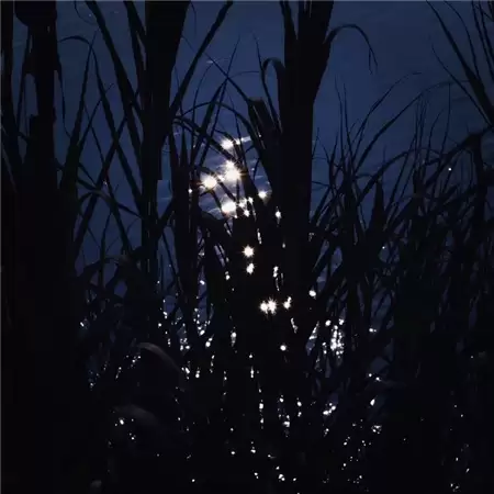 img_6a22237a44f5a34.webp