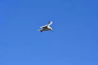 img_6a4b2611314ce30.webp
