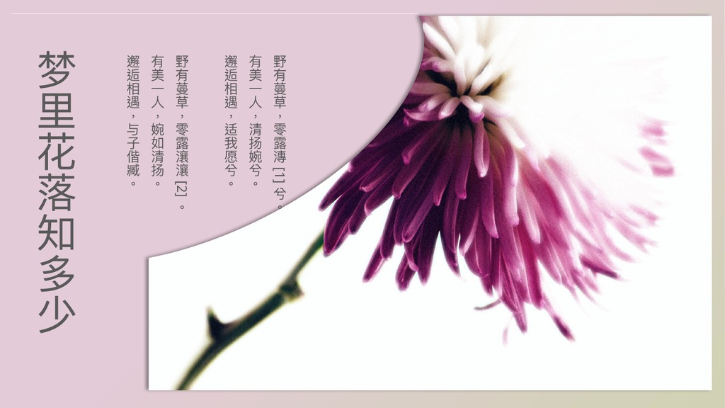 梦里花落粉紫花卉PPT模板